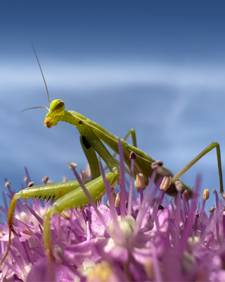 Close de um louva-a-deus em flores roxas
